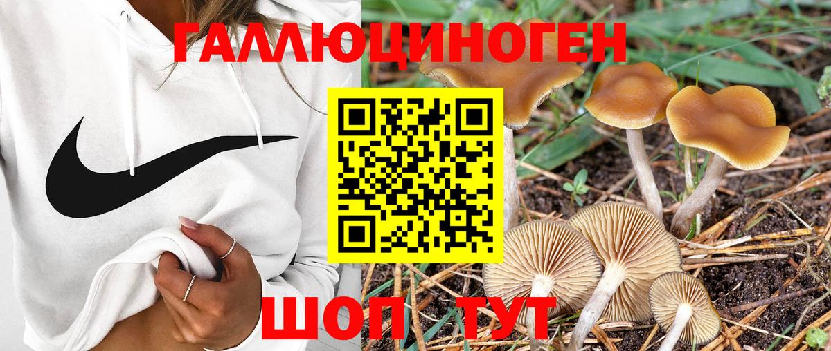 Галлюциногенные грибы Cubensis Тельмана